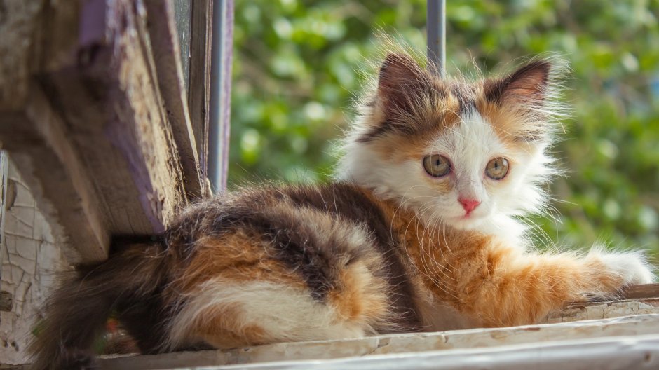 Трехцветный кот на улице
