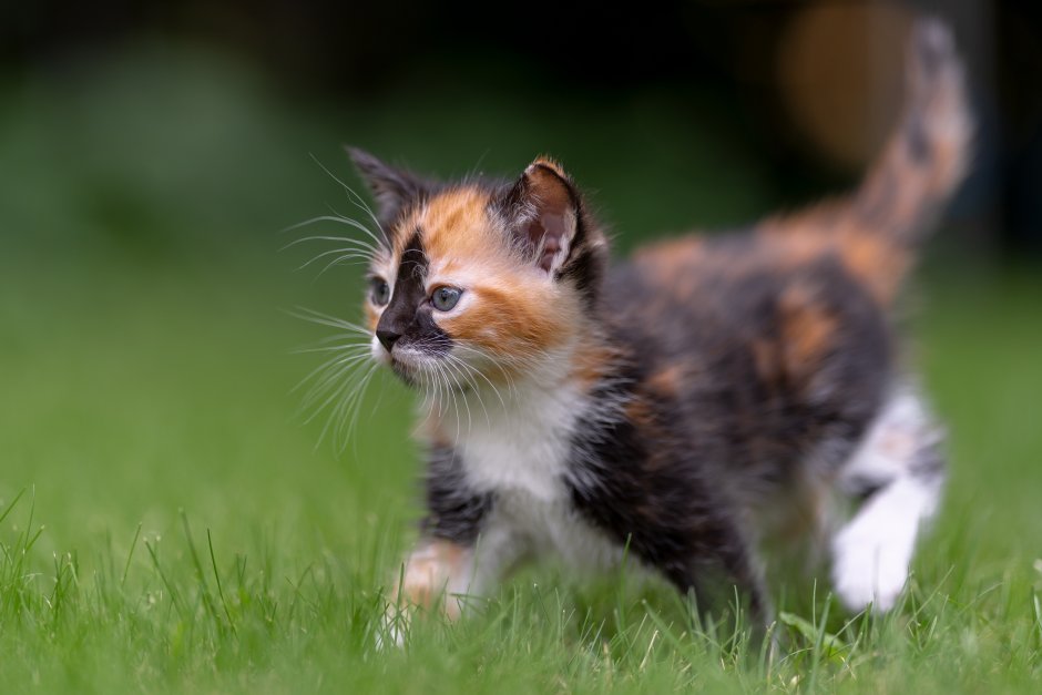Трехшерстная кошка