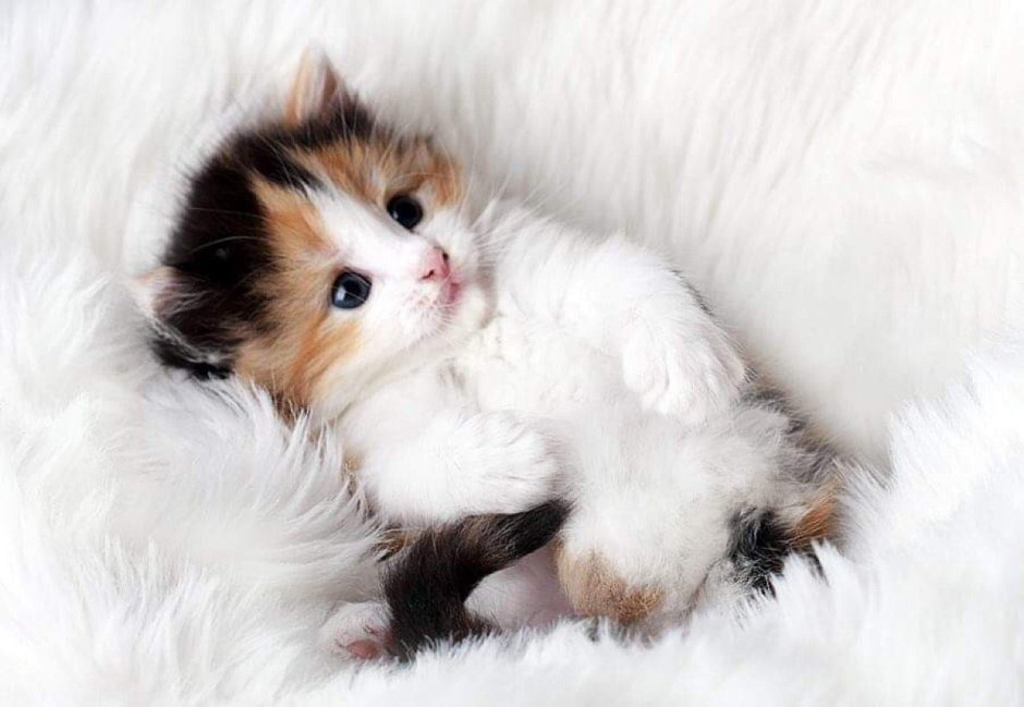 Милые коты