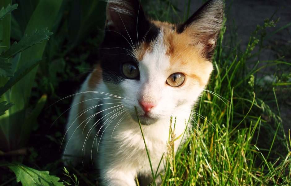 Рыже бело черная кошка