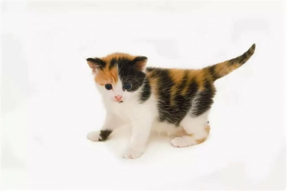 Трехцветный котенок