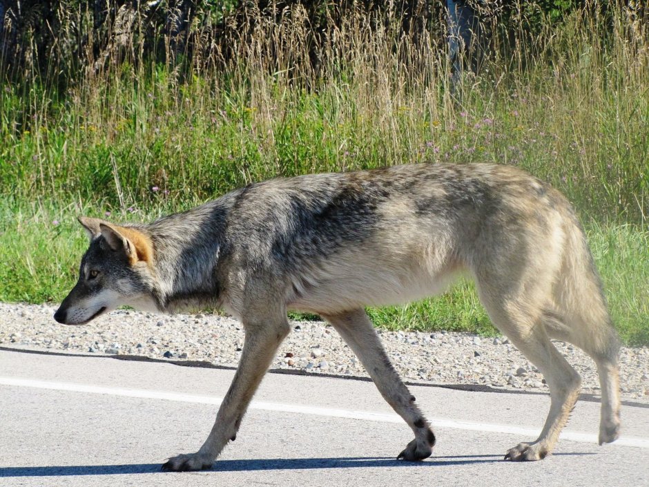 Canis Lupus nubilus