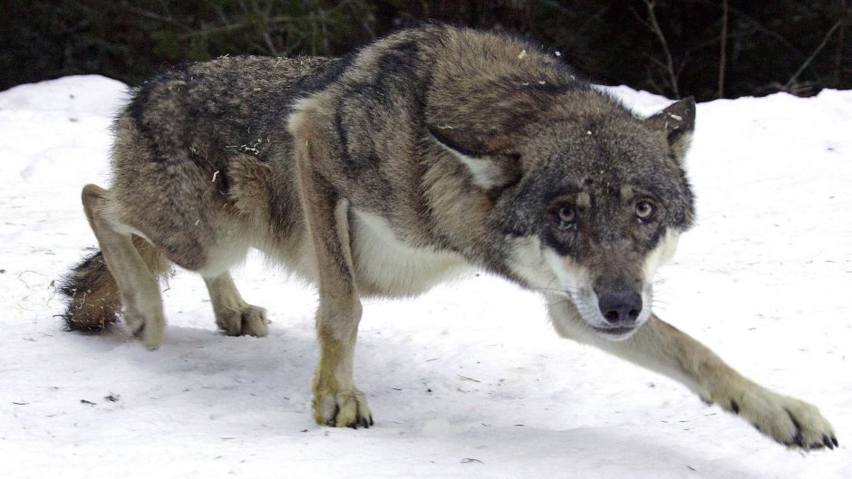 Аравийский волк canis Lupus arabs