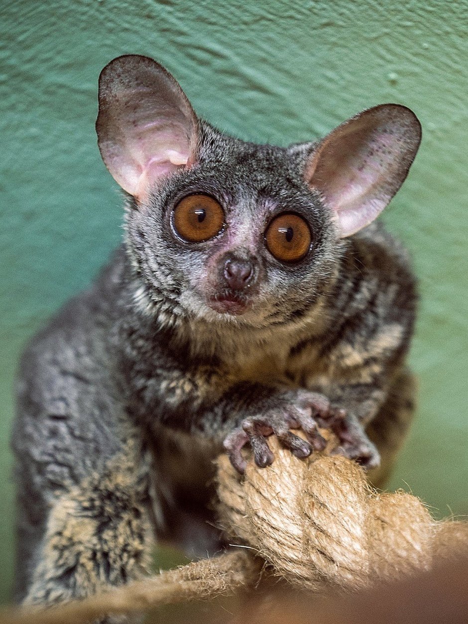 Bush Baby галаго
