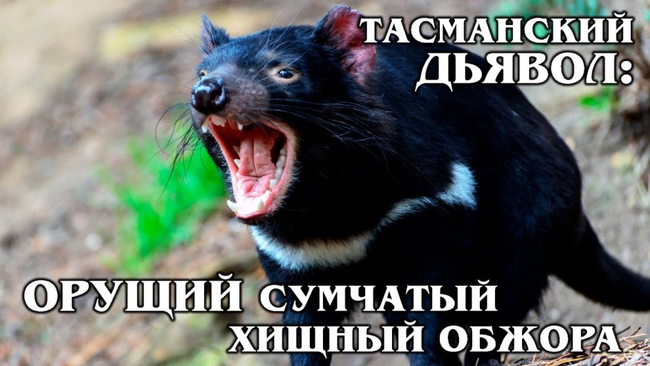 Лесной хомяк карбыш черный