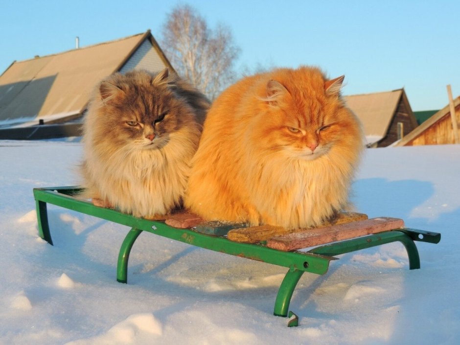 Наглый рыжий пушистый кот