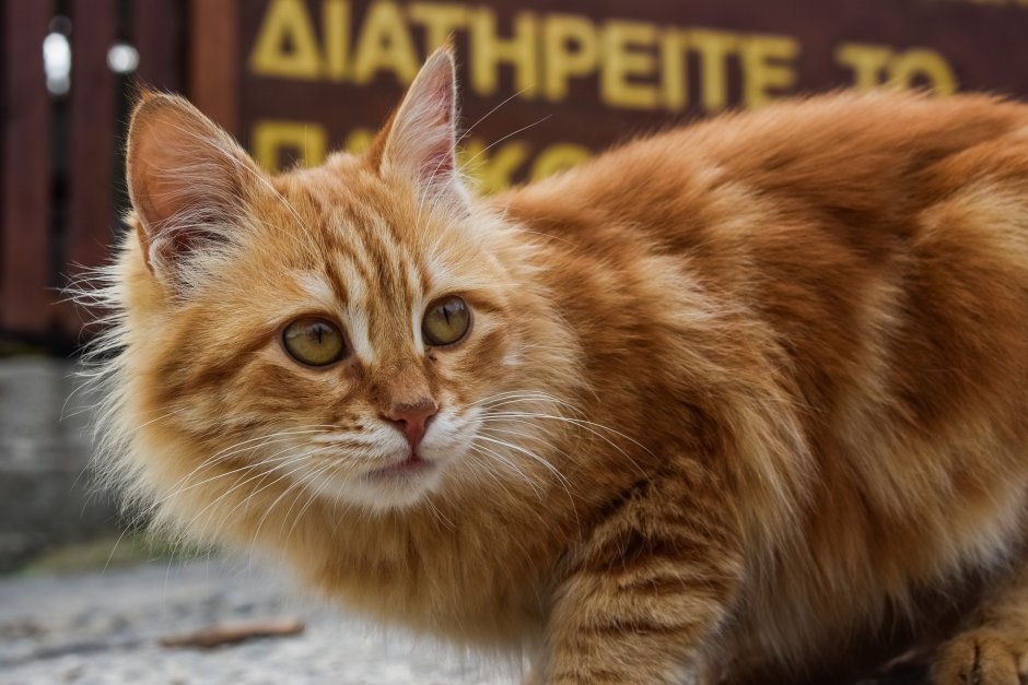 Котята Мейн кун