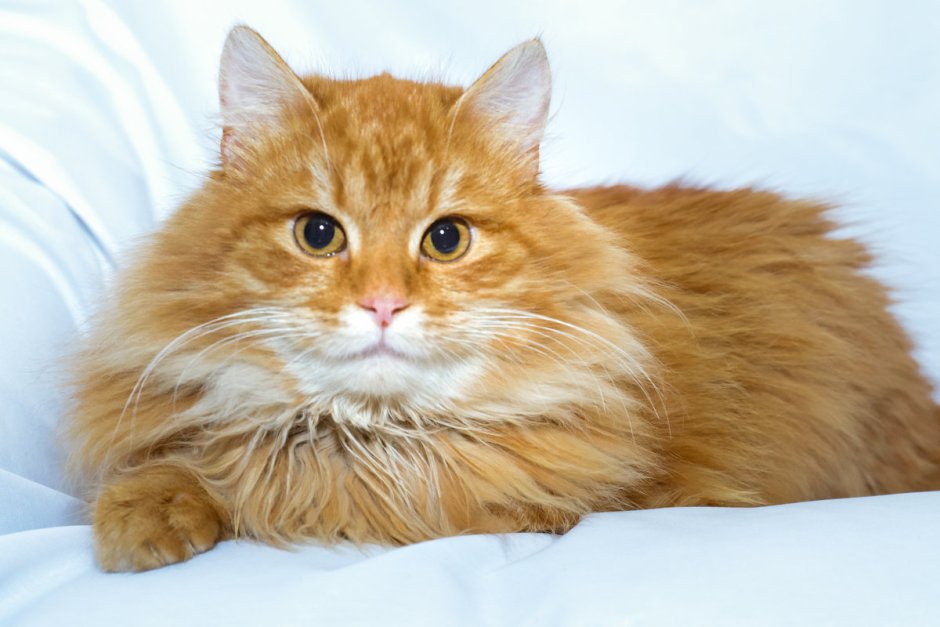 Рыжий длинношерстный кот
