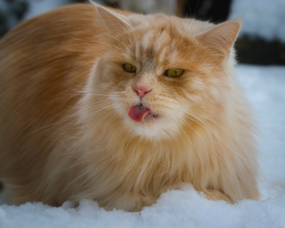 Сибирская кошка рыжая