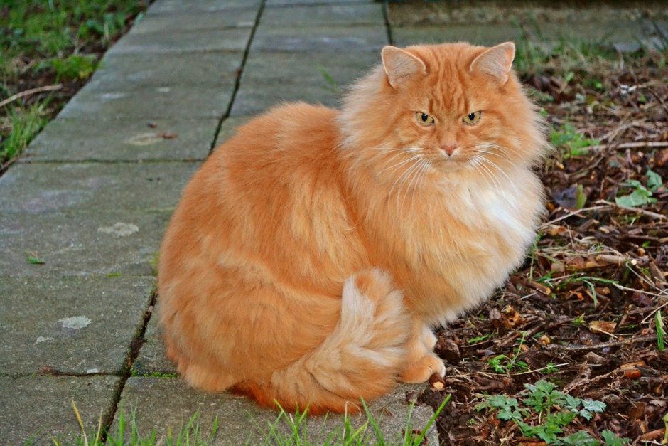 Рыжий кот
