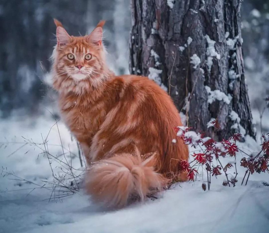 Сибирский кот на дереве