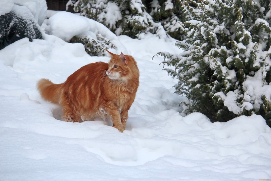 Коты Аллы Лебедевой Кошляндия