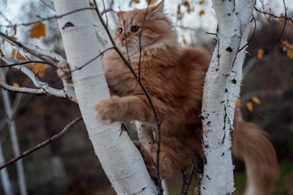 Рыжая кошка