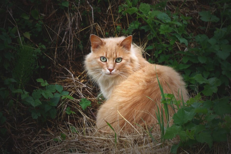 Сибирская кошка рыжая