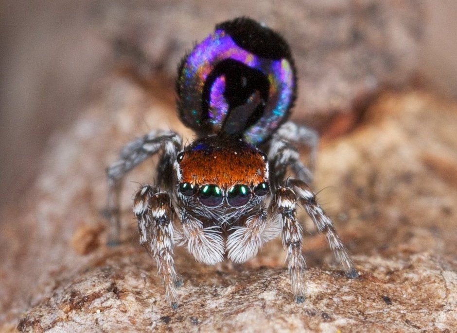 Pterinochilus lugardi