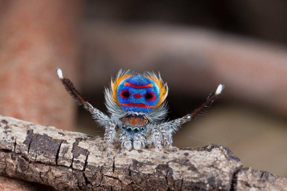 Паук Maratus speciosus