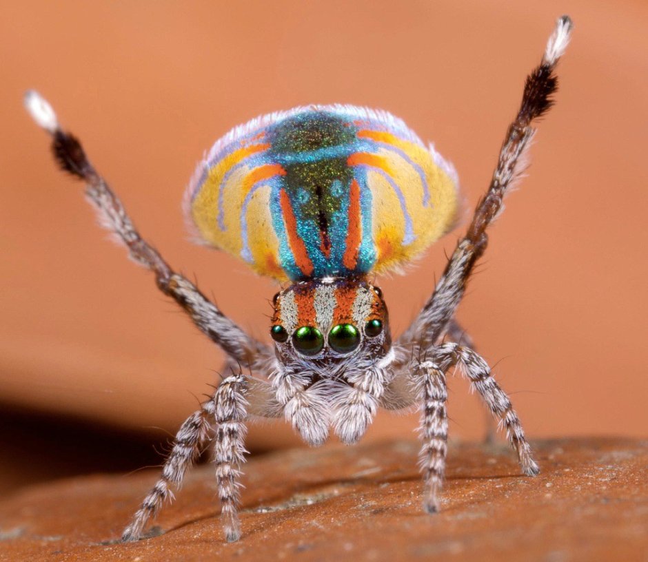 Паук Maratus volans