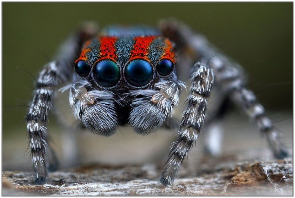 Паук-Павлин (Maratus volans)