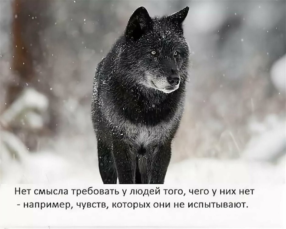Одинокий волк цитаты