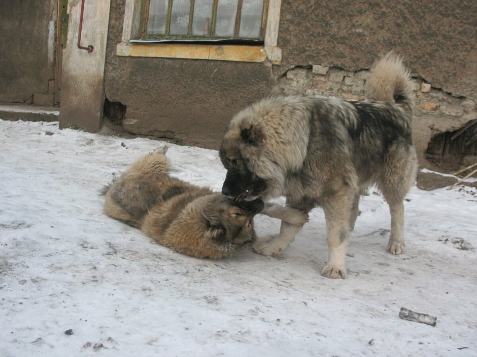 Кавказский Степной волк