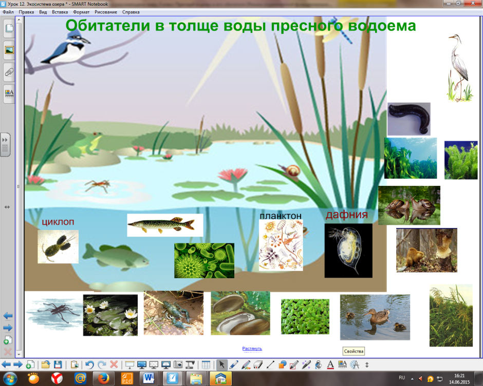 Обитатели водоемов для дошкольников