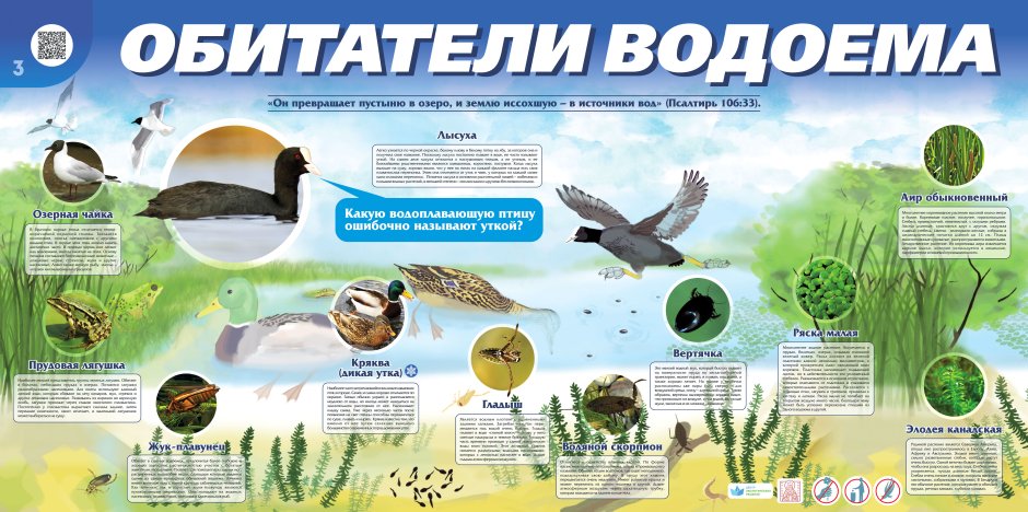 Обитатели пруда