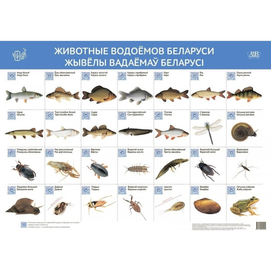 Бобр Речной обыкновенный