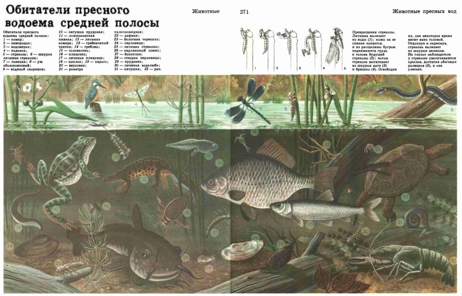 Экосистема водоема для дошкольников