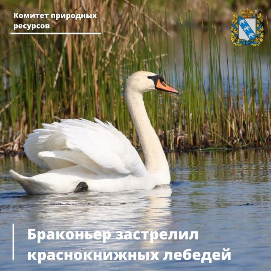 Выдра Болотная
