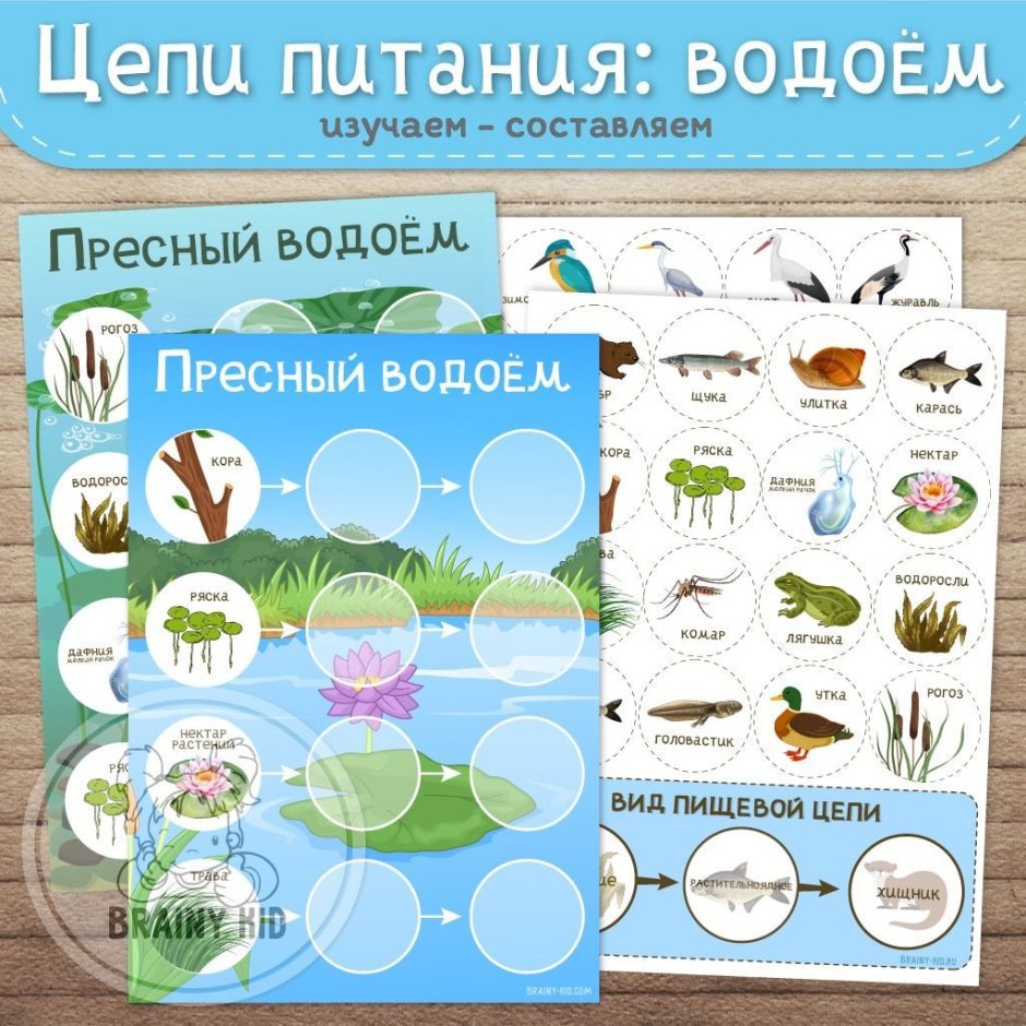 Лягушка Прудовая паротиды