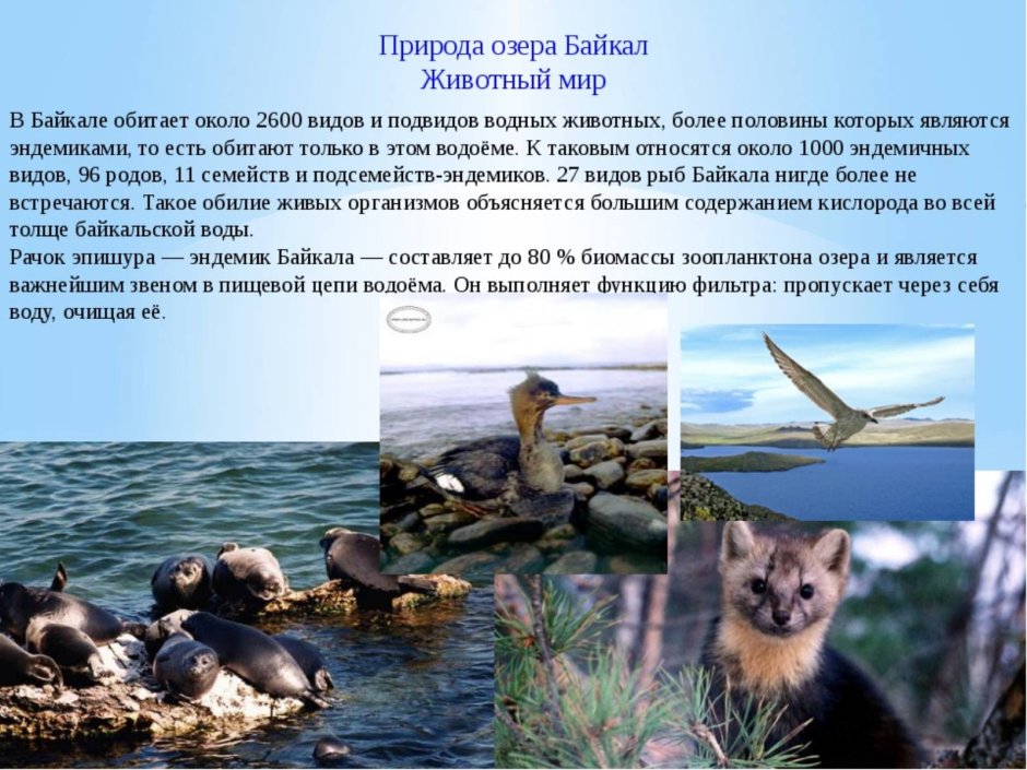 Капибара в Амазонке