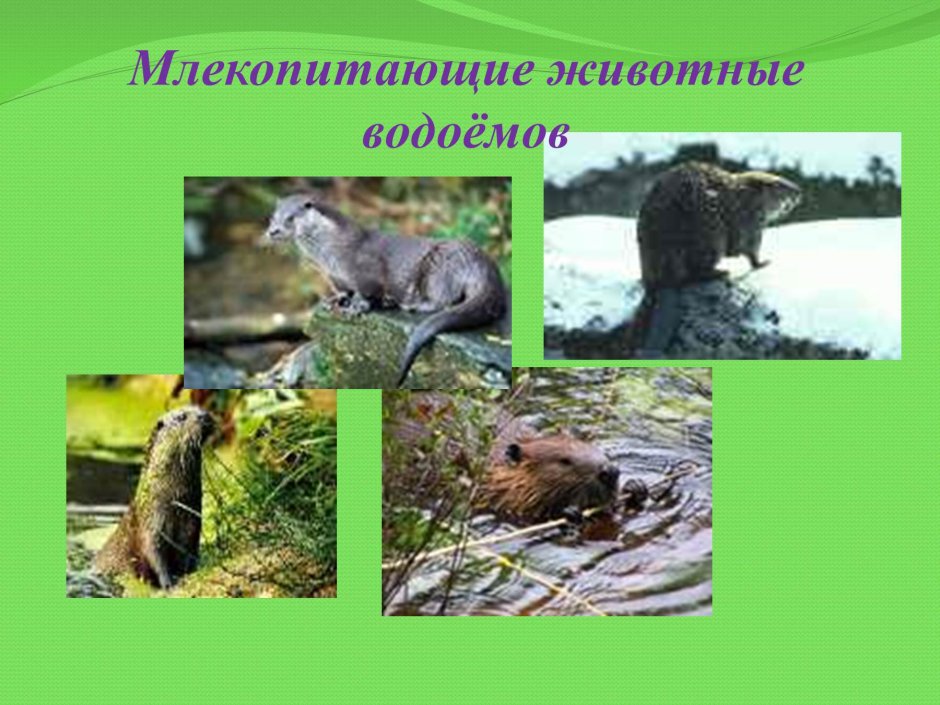 Пищевая цепь пресного водоема
