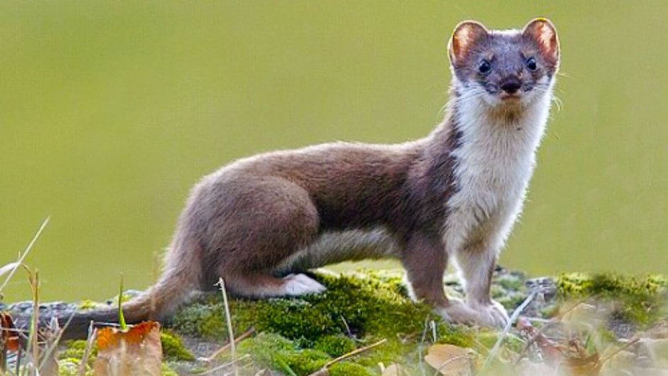 Ласка Mustela nivalis Linnaeus, 1766