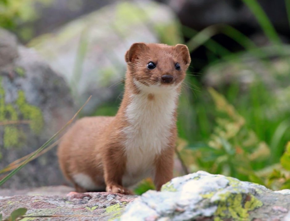 Ласка обыкновенная (Mustela nivalis)