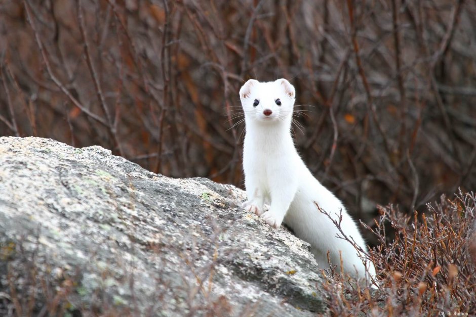 Ласка (Mustela nivalis)