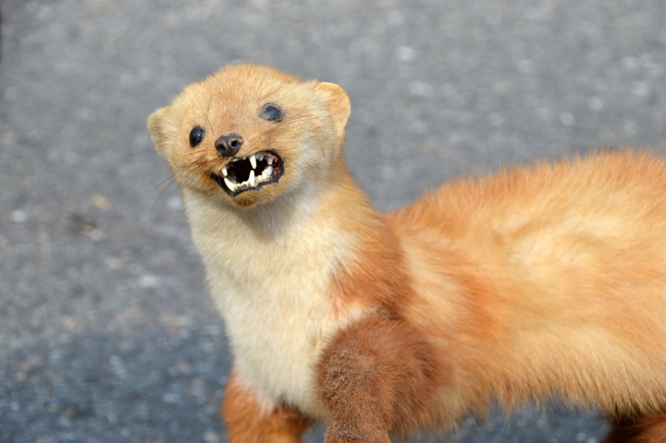 Mustela nivalis
