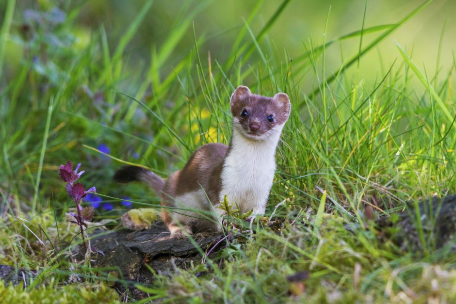 Mustela altaica