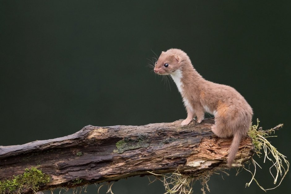 Горностай (Mustela erminea)