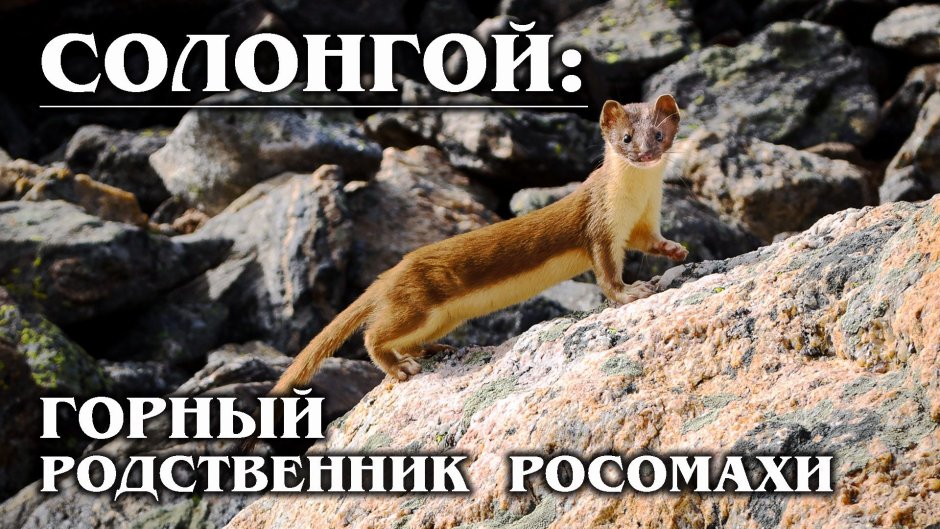 Горностай на Сахалине