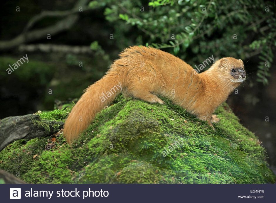 Колонок Mustela sibirica