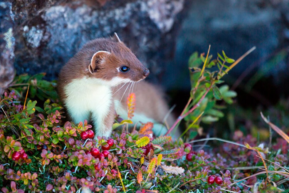 Горноста́й Mustela erminea
