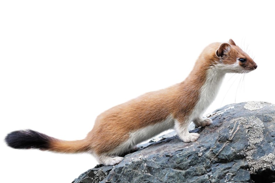 Mustela nivalis