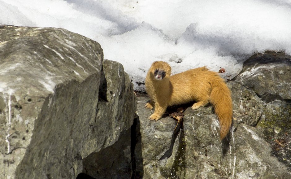Ласка Mustela nivalis Linnaeus, 1766 ареал