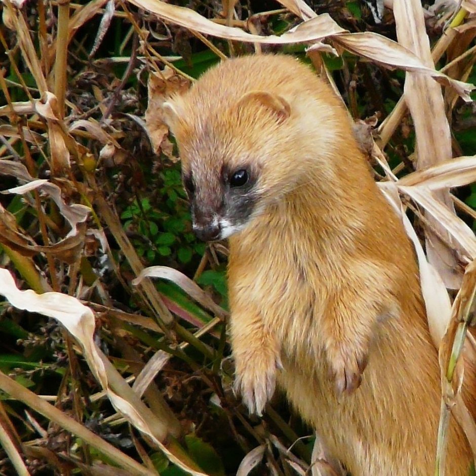 Ласка (Mustela nivalis)