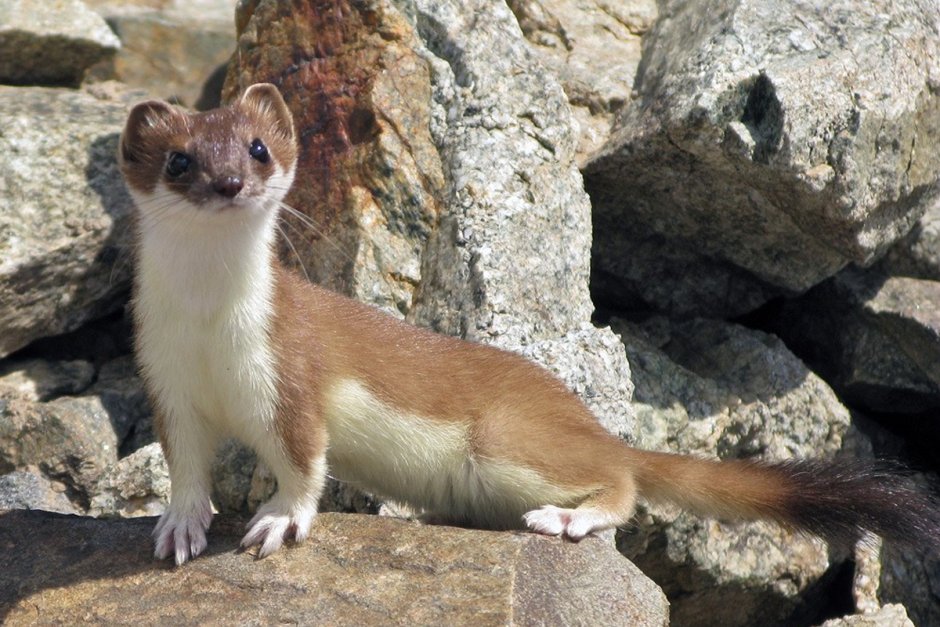 Горностай (Mustela erminea)