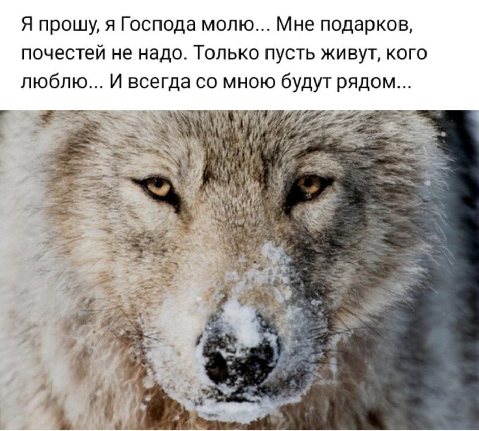 Волк и волчица