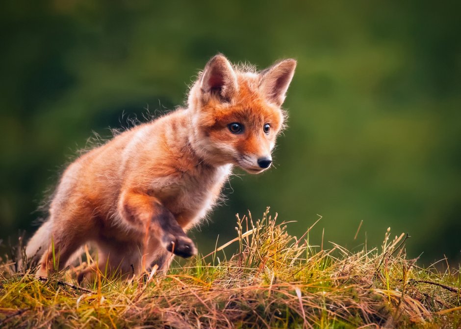 Обыкновенная лисица (Vulpes Vulpes)