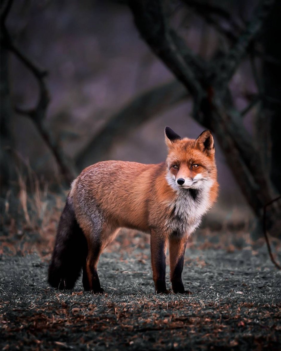 Рыжая лиса (Red Fox)