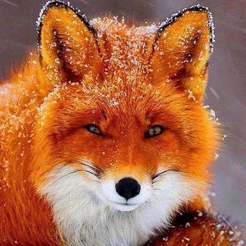 Милая лиса