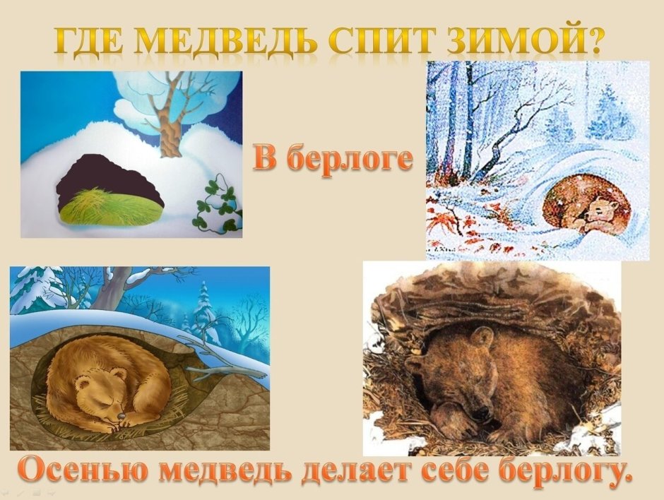 Медведь зимой в берлоге